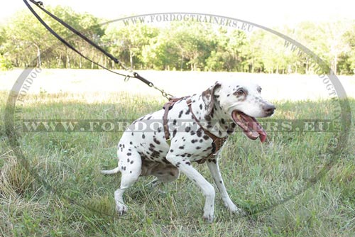 210
cm Lederleine fr Dalmatiner Hund