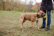 Jouet pour Amstaff