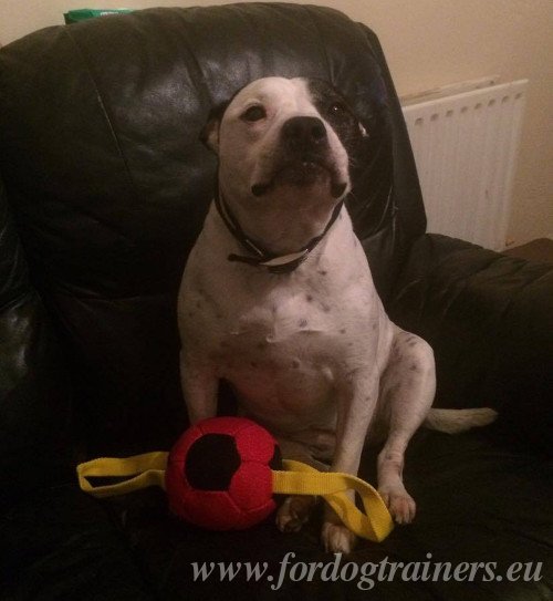 Bite Ball Tug for Staffy