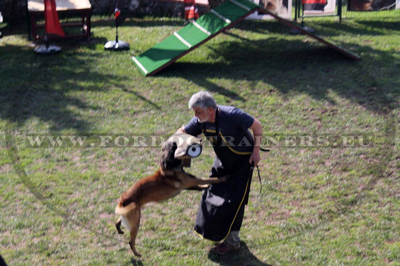 YOOGAO Pet Long Dog Training Leash Laisse pour chien avec design spécial  antidérapant et poignée rembourrée, 10/15/33/50 pieds, pour toutes les  tailles de chiens 