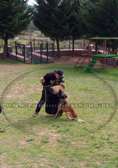 Scratchproof Dog Training Apron