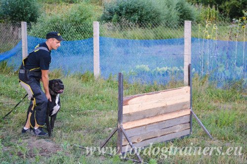 Kleding voor Honden Trainers