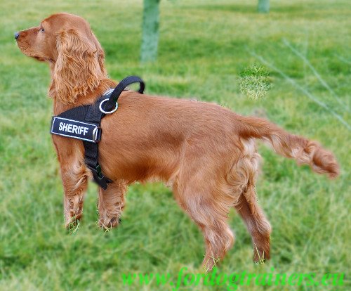 Pulling
Harness for Small Dogs