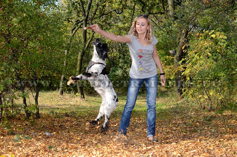 Dressage de Petits Chiens