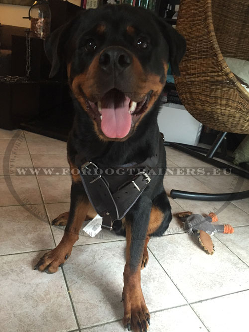 Training Dog Harness with 4 Ways of Adjustment