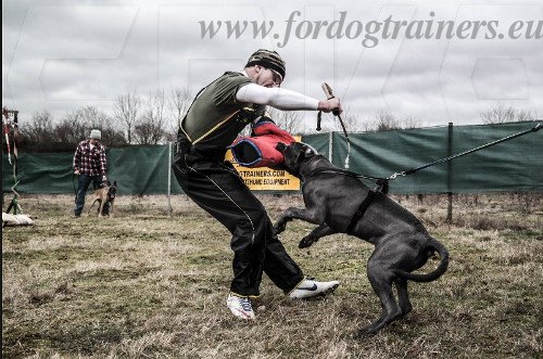 Pants for Free Dog Training