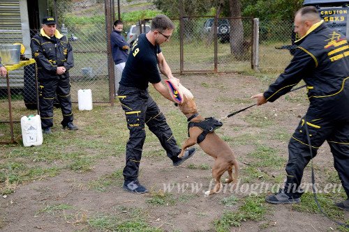 Dog Biting
Training