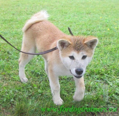 Wet Akita on Show for Dogs