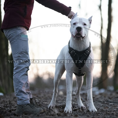 Giant Dog Leather Harness