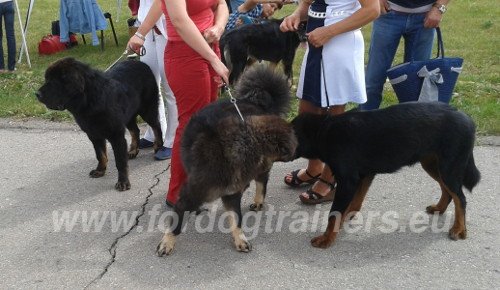 Chiens se communiquent