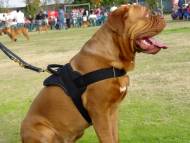 Dogue De Bordeaux Nylon dog harness for tracking/pulling H6