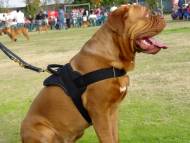 Pettorina da lavoro in nylon per Dogue De Bordeaux