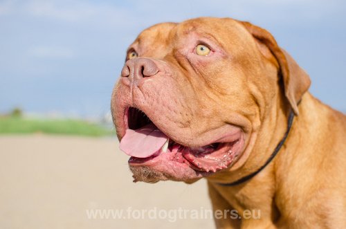 10 Faits intéressants sur les Chiens