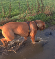 Leather Tracking Harness for Dogue de Bordeaux