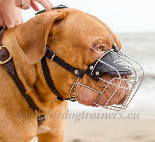 Muzzle for French Mastiff Walking Walking