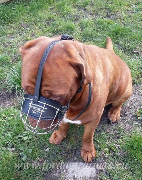 Chien molosse muselière en acier