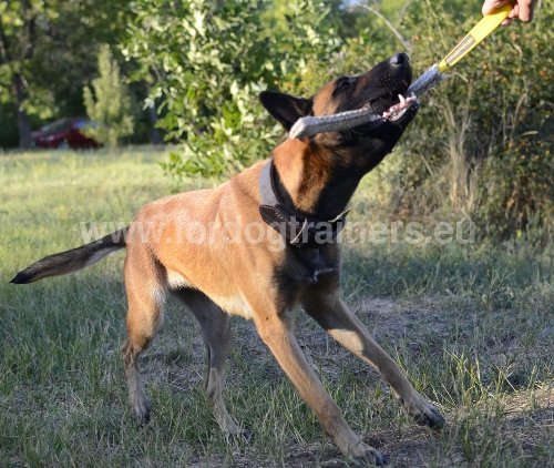 Boudin de mordant pour Malinois