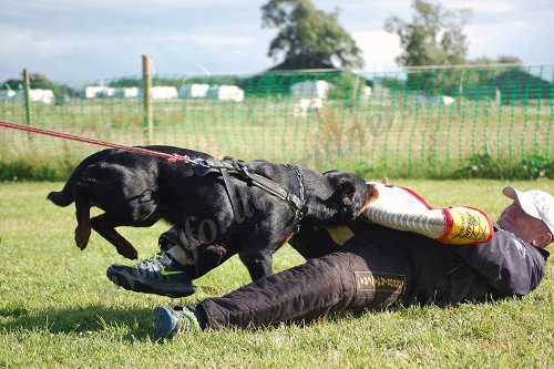 Dressage du chien d'attaque