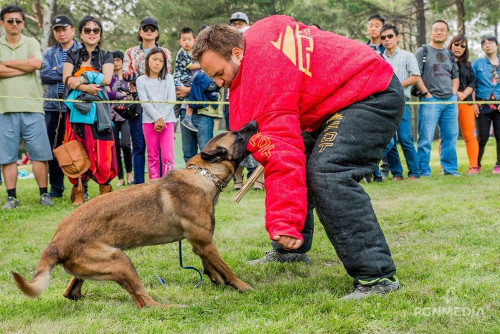Costume pour formation de chiens cousu à la main