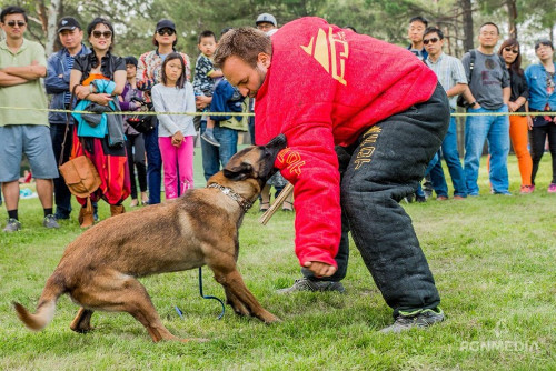 Costume pour formation de chiens cousu  la main