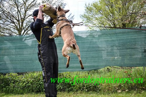 Dressage du chien avec manchette Fordogtrainers