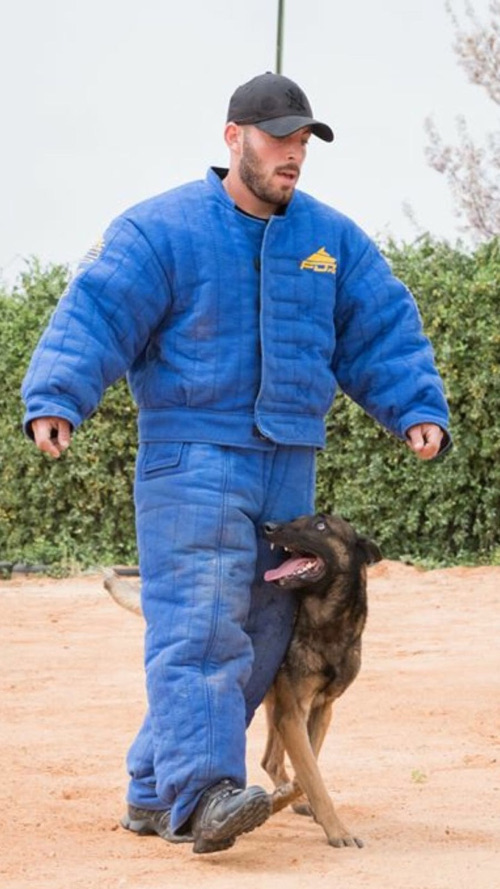 Formation chiens dans le champ costume de qualité