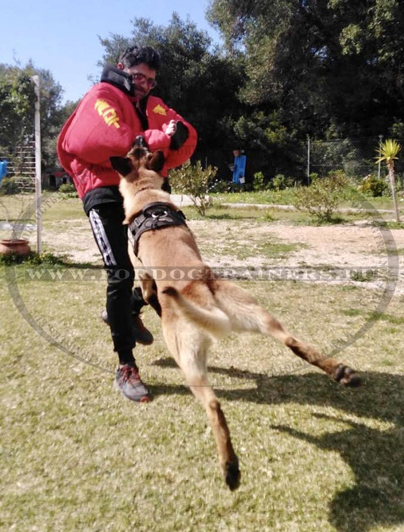 Combinaison de dressage pour chien deals