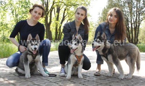 Matriel canin - Harnais pour chien