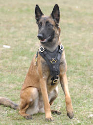 Belgian Malinois Harness for Working Dog ➊ [H10##1057 Pettorina da lavoro in vero cuoio per Malinois]