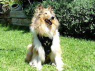 Harnais cuir de
protection pour Collie Harnais exclusif pour Collie