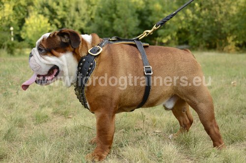 Harnais pour Bouledogue anglais