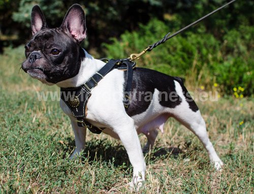 Harnais pour Bouledogue français