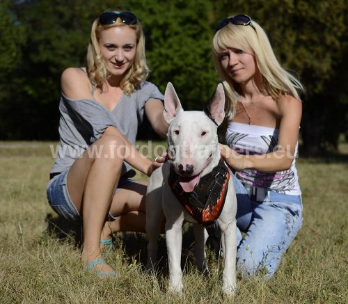 Harnais pour Bull Terrier