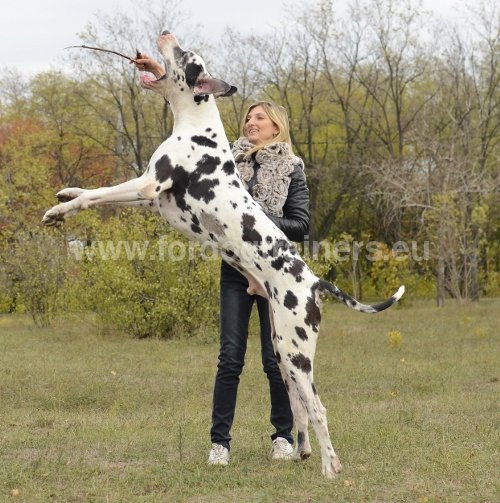 Matriel pour Dalmatien