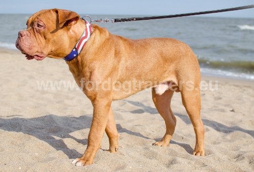 Collier pour Dogue de Bordeaux