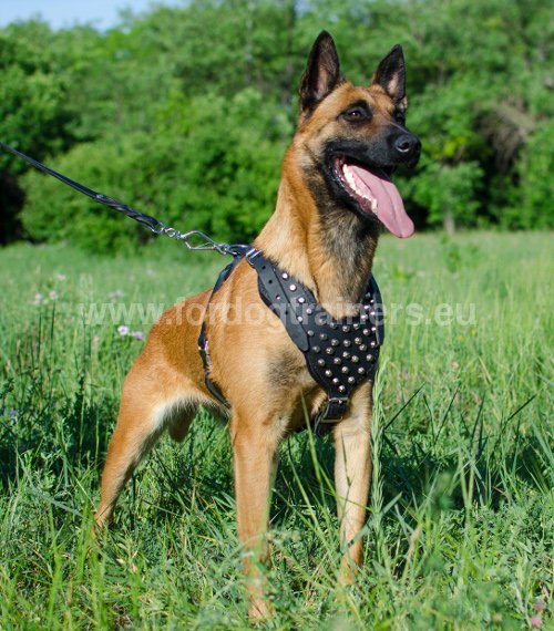 Harnais pour Malinois