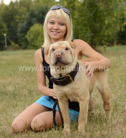 Collier pour Shar-Pei