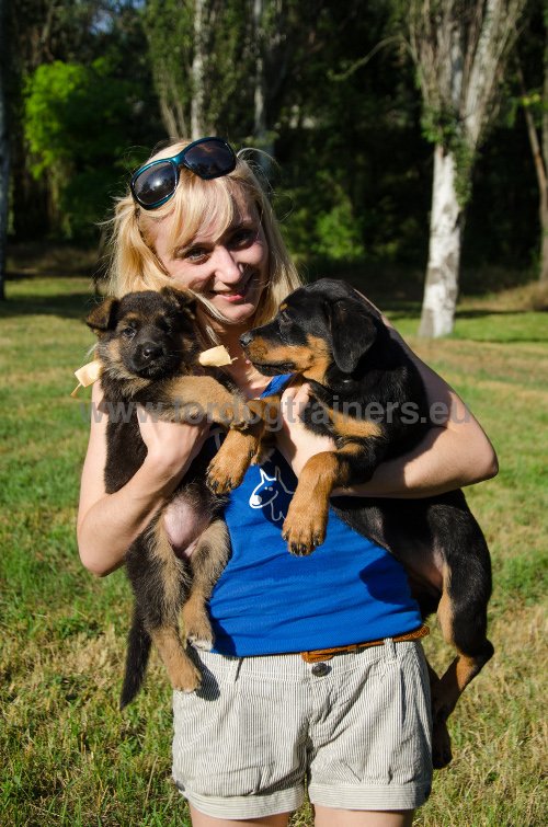 Comment dresser un chiot : Dog harness, Dog muzzle, Dog Comment dresser un chiot : Dog harness, Dog muzzle, Dog
