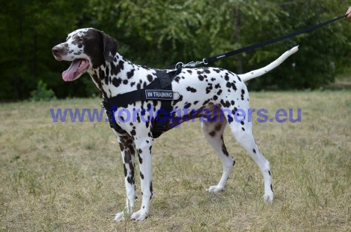 Harnais d'ducation pour Dalmatien