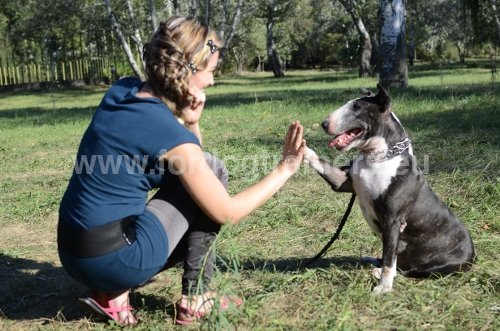 Collier pour Bull Terrier