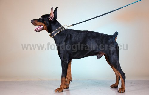 Collier solide clouté pour Dobermann