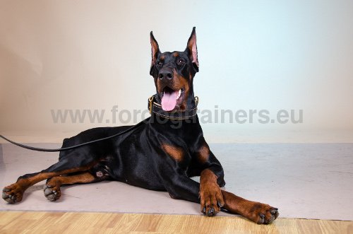 Collier en double paisseur de cuir pour Dobermann