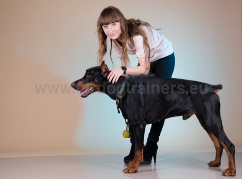 Harnais en cuir pour Dobermann