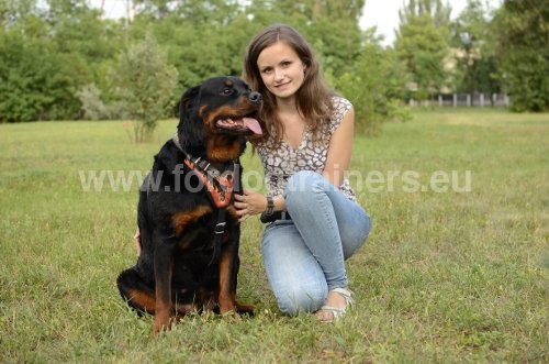 Eduquer son              chien - Rappel Lche