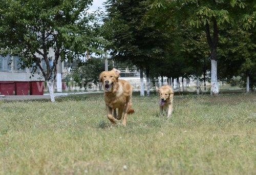 ducation du chien  l'obissance