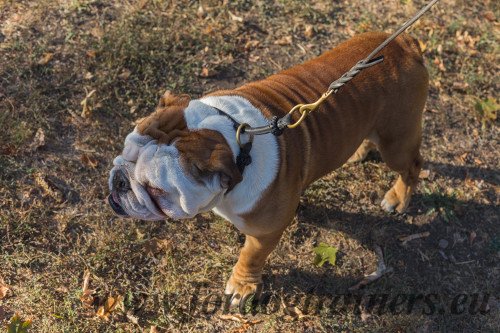 Bulldog with Collar and Leash