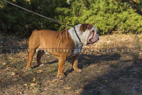 Stikken kraag voor hond 