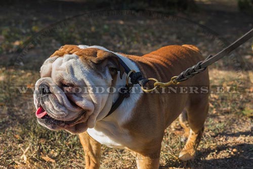 British Bulldog Leather Slip Collar