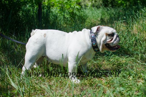 rissfstes Hundehalsband aus Leder mit dekorativen Steinchen