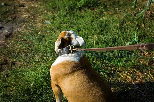 Fancy Collar for English Bulldog